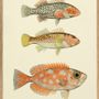Poster - Poster Fish. - THE DYBDAHL CO.