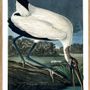 Poster - Poster American Birds, Wood Ibis. - THE DYBDAHL CO.
