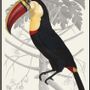 Poster - Poster Plumes en Apesanteur, Toucan. - THE DYBDAHL CO.