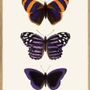 Affiches - Affiche Entomology. - THE DYBDAHL CO.