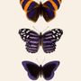 Affiches - Affiche Entomology. - THE DYBDAHL CO.