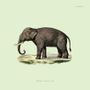 Affiches - Affiche Mammals, Elephant. - THE DYBDAHL CO.