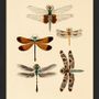 Poster - Poster Entomology. - THE DYBDAHL CO.