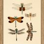 Poster - Poster Entomology. - THE DYBDAHL CO.