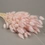 Children's arts and crafts - dried lagurus pink - LE COMPTOIR.COM
