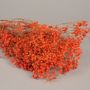 Floral decoration - Preserved breaded gypsophila orange-red - LE COMPTOIR.COM