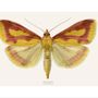 Poster - Moth Art prints - LILJEBERGS