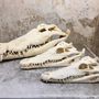 Objets de décoration - Crâne de crocodile - objet décoratif - DMW.NU: TAXIDERMY & INTERIOR