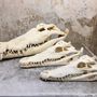 Decorative objects - Crocodile skull - decorative item - DMW.NU: TAXIDERMY & INTERIOR