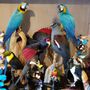 Decorative objects - Toucans and more - Decorative objets - Interior & Taxidermy - DMW.NU: TAXIDERMY & INTERIOR