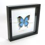 Other wall decoration - Papilio ulysses - butterfly decoration - Interior & Taxidermy - DMW.NU: TAXIDERMY & INTERIOR