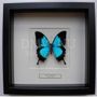 Other wall decoration - Papilio ulysses - butterfly decoration - Interior & Taxidermy - DMW.NU: TAXIDERMY & INTERIOR