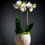 Céramique - Fleur de soie, photophores & photoFlora - ATELIER SUR LA RIVIERE - SYLVAIN FEZZOLI