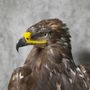 Sculptures, statuettes and miniatures - Steppe eagle - Decorative object - Taxidermy & Interior - DMW.NU: TAXIDERMY & INTERIOR
