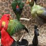 Unique pieces - Parrot taxidermy - Colourful decorative object  - DMW.NU: TAXIDERMY & INTERIOR