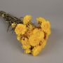 Décorations florales - Immortelle séchée naturelle jaune - LE COMPTOIR.COM