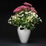Vases - Flowerpower milieu - CLAUDIA BIEHNE