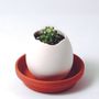 Cadeaux - Eggling - Une plante éclot d’un oeuf! - NOTED