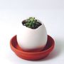 Gifts - Eggling - A plant hatches from an egg! - NOTED