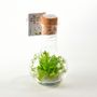 Design objects - Plantaphore Carnivorous 250 mL - InPlanta - INPLANTA