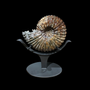 Unique pieces - Ammonites & Shells Collection - STEFANO PICCINI - BESPOKE NATURE