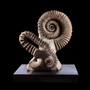 Unique pieces - Ammonites & Shells Collection - STEFANO PICCINI - BESPOKE NATURE