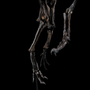 Pièces uniques - Squelette d'allosaure - STEFANO PICCINI - BESPOKE NATURE