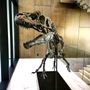 Unique pieces - Allosaurus skeleton - STEFANO PICCINI - BESPOKE NATURE
