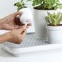 Floral decoration - Micro Greenhouse Tray : Recycled Plastic Self Watering Plant Pot for indoor and outdoor garden - QUALY DESIGN OFFICIAL