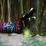 Outdoor decorative accessories - Crocodile Trash black - KORB