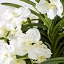 Floral decoration - WHITE VANDA - LOU DE CASTELLANE