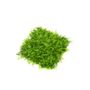 Decorative objects - UV-Collection - Green Wall - Fern Mix Mat Weather Resistant 50x50cm - EMERALD ETERNAL GREEN BV