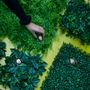 Objets de décoration - UV-Collection - Mur Vert - Tapis en buis résistant aux intempéries 50x50cm - EMERALD ETERNAL GREEN BV