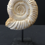Decorative objects - Ammonite - METAMORPHOSES