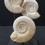 Objets de décoration - Fossiles d'Ammonite sur socle, cabinet de curiosités - METAMORPHOSES