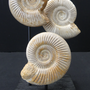 Decorative objects - Ammonite - METAMORPHOSES