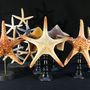 Objets de décoration - Etoiles de mer sur socle, cabinet de curiosités - METAMORPHOSES