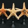 Decorative objects - Starfish on a base, cabinet of curiosities - METAMORPHOSES