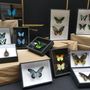 Decorative objects - Frames in entomology - METAMORPHOSES