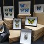 Decorative objects - Frames in entomology - METAMORPHOSES