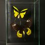 Objets de décoration - Cages de verre entomologiques, décoration et curiosité d'intérieur - METAMORPHOSES
