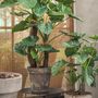 Floral decoration - Alocasia plant - Silk-ka Artificial flowers and plants for life! - SILK-KA BV