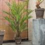 Floral decoration - Kentia Palm plant - Silk-ka Artificial flowers and plants for life! - SILK-KA