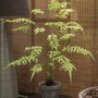 Floral decoration - Plant fern - Silk-ka Artificial flowers and plants for life! - SILK-KA