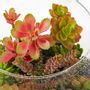 Floral decoration - Floral decoration TERRARIUM - LOU DE CASTELLANE