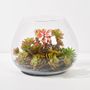 Floral decoration - TERRARIUM decoration object - LOU DE CASTELLANE