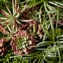 Floral decoration - Floral decoration CACTUS - LOU DE CASTELLANE