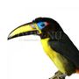 Decorative objects - Toucans and more - Decorative objets - Interior & Taxidermy - DMW.NU: TAXIDERMY & INTERIOR