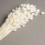 Floral decoration - Dried Phalaris white - LE COMPTOIR.COM