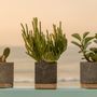 Vases -  Planter Ocean by D.A.R Proyectos - NEST